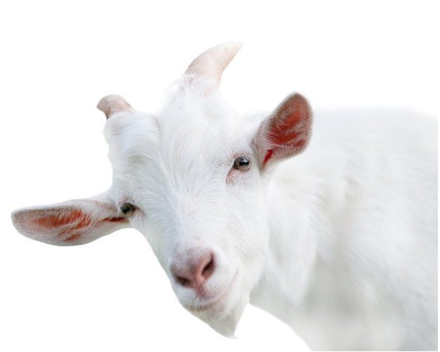  Экстракт Козьего молока  водно-глицериновый   